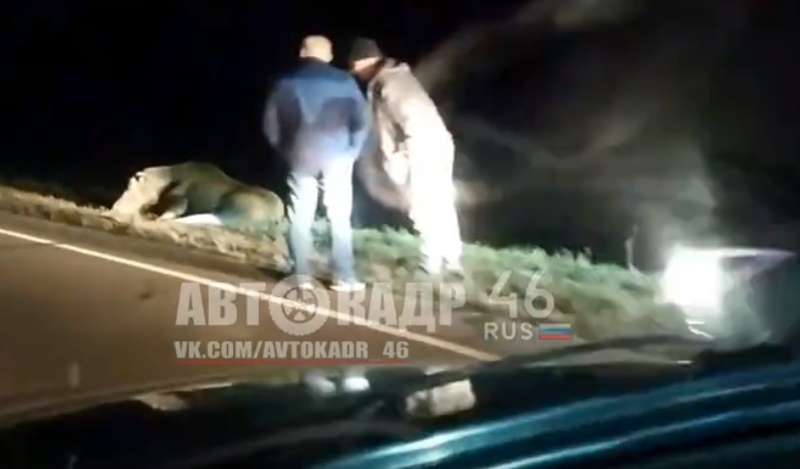 В Курской области автомобилист сбил лося