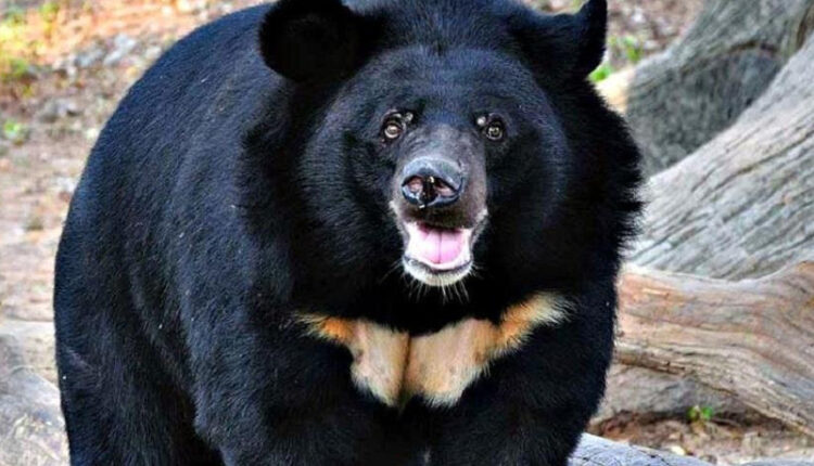Курянка, пострадавшая от нападения медведя, под круглосуточным наблюдением врачей