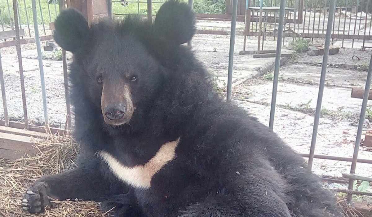В Курской области погиб медведь, напавший на женщину