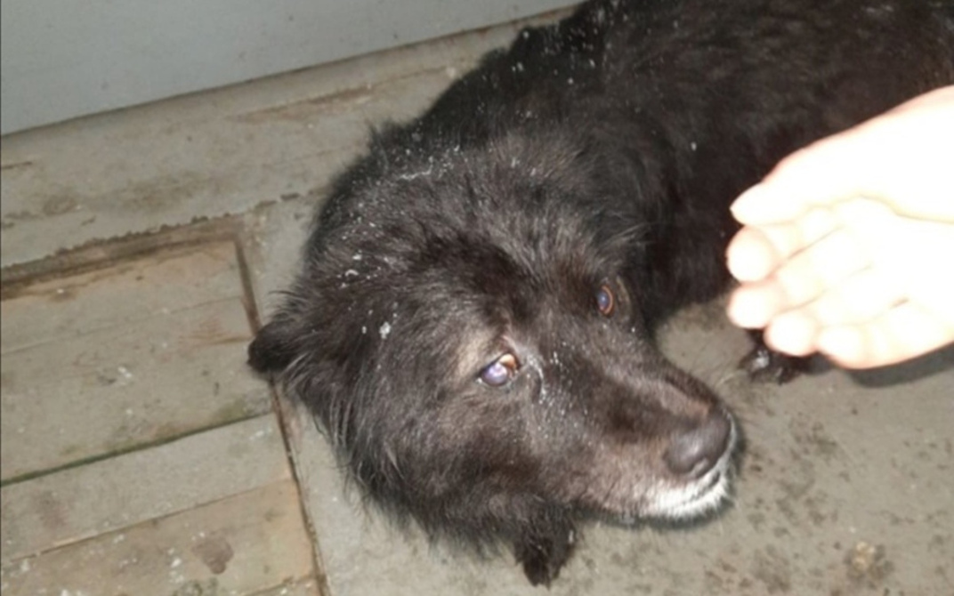 В Курске ищут дом собаке, спасенной из реки