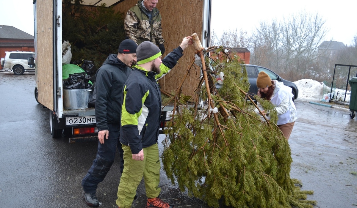 Куряне могут сдать елки на переработку до конца января