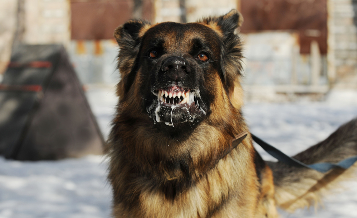 Чипированная собака покусала женщину в центре Курска