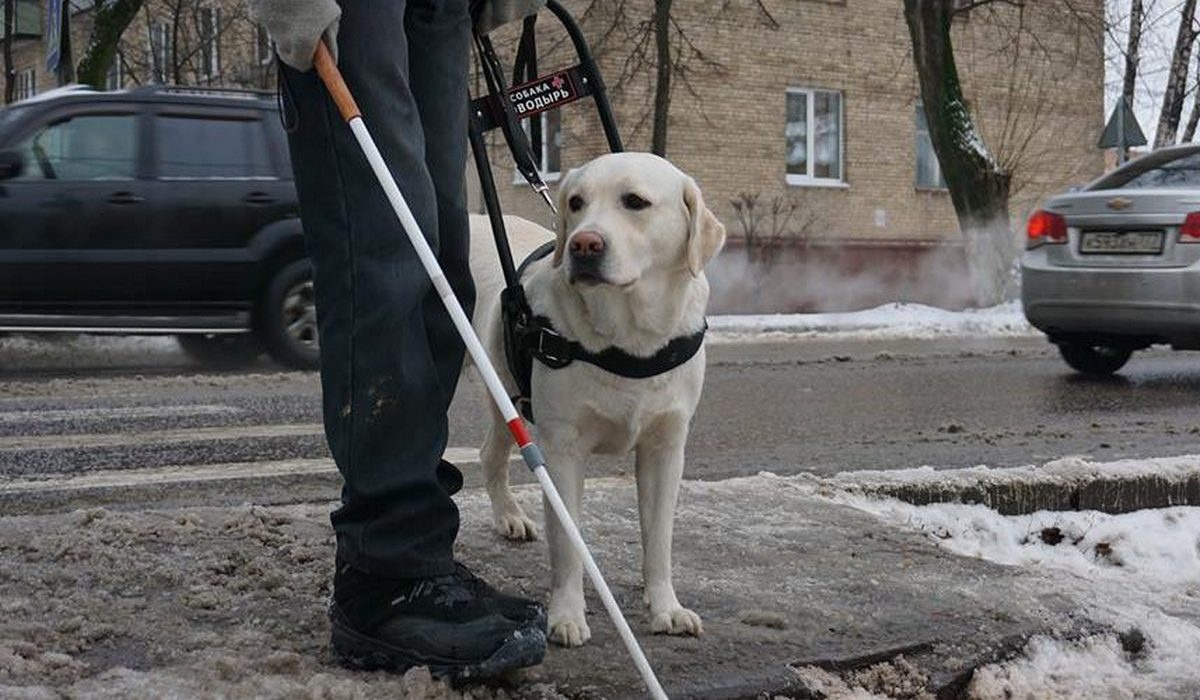 В Курске на собак-поводырей нападают стаи бездомных собак