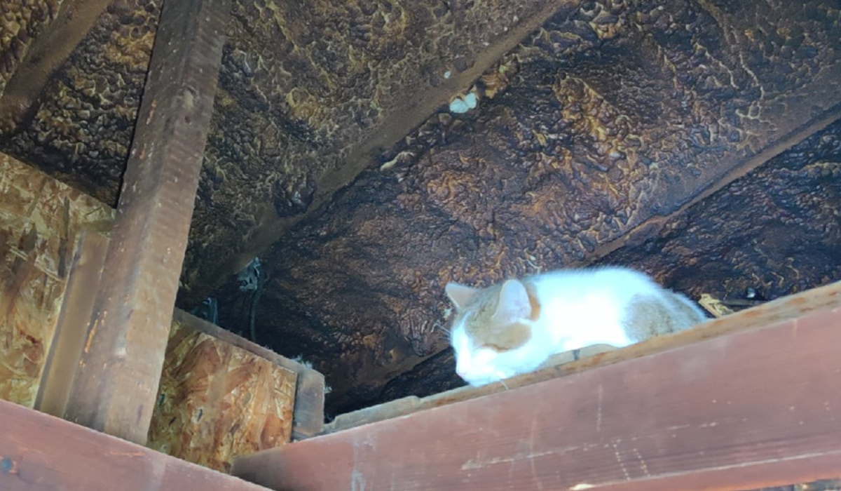 У курянина, спасшего около 40 бездомных кошек, сгорел дом