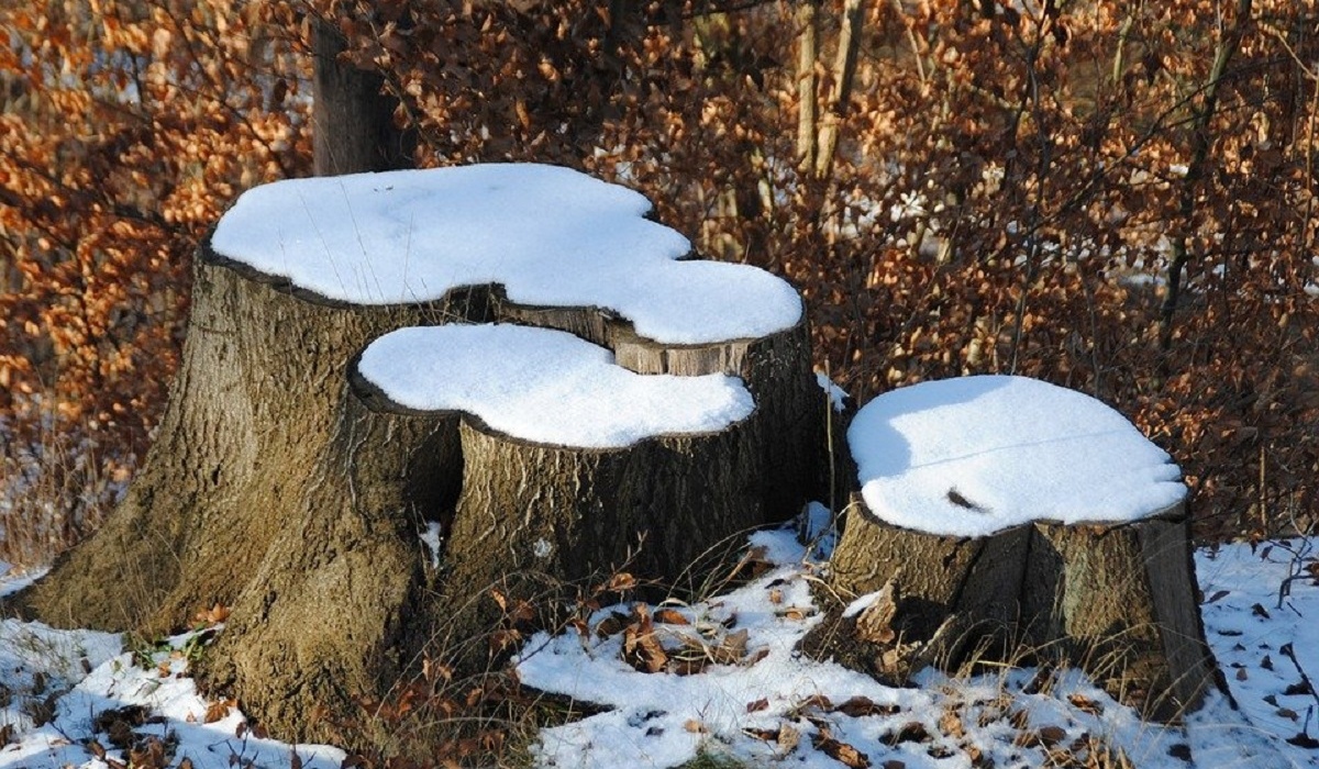 В Курской области выявили 2 факта незаконной рубки леса