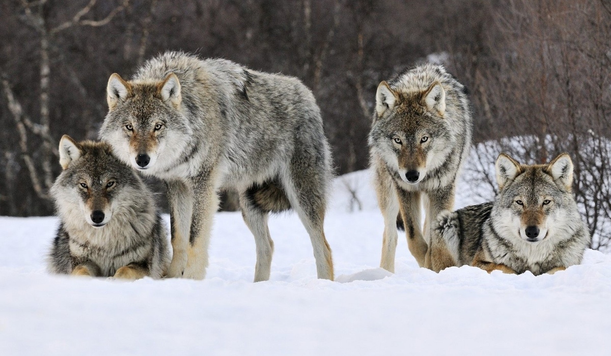 В Курскоблприроднадзоре рассказали, можно ли было избежать отстрела волков