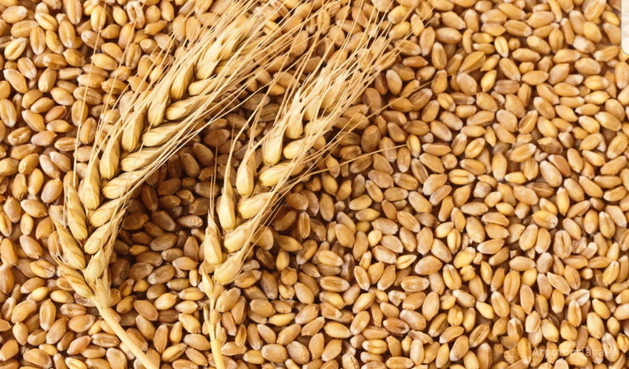 В Курской области в 2020 году поставили рекорд по сбору зерна