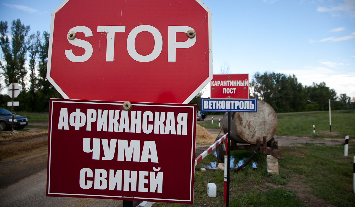В Курской области регулярно мониторят кровь от домашних свиней и диких кабанов