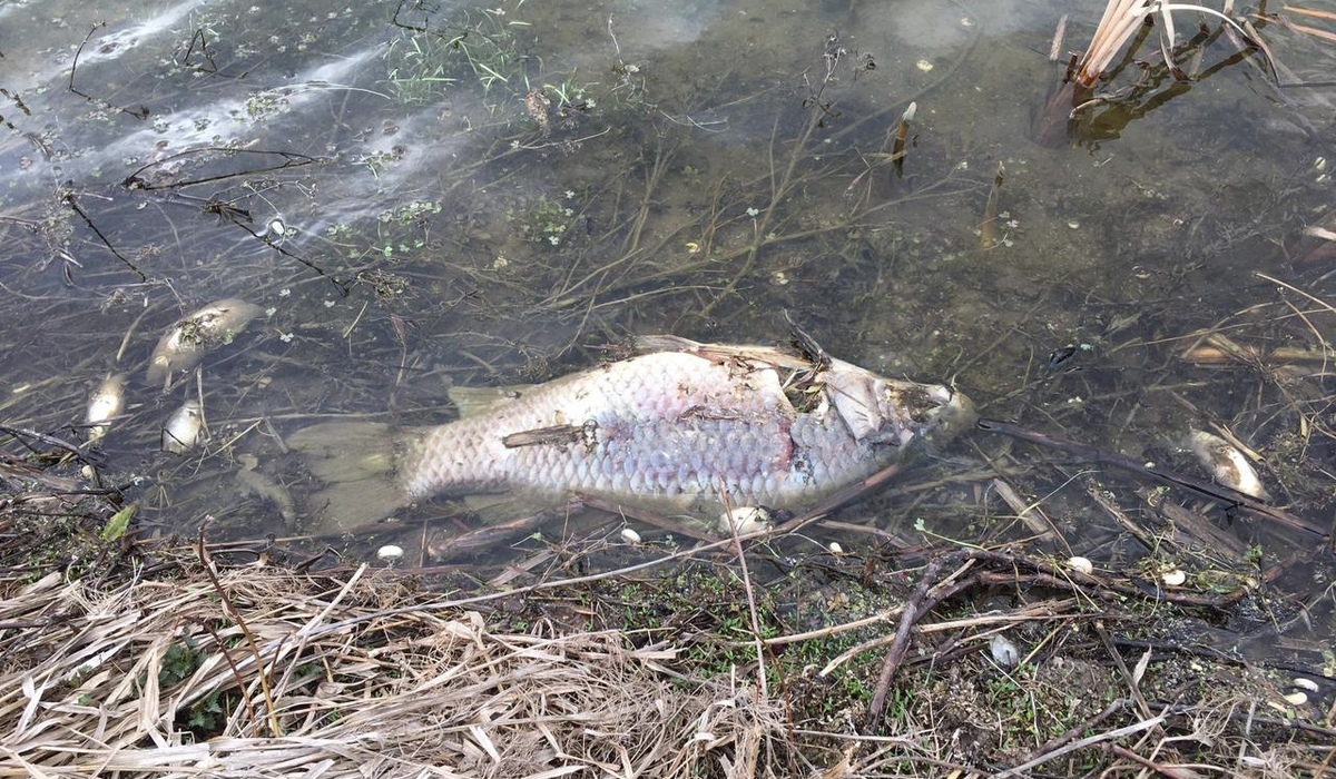 В пруду под Курском погибла рыба