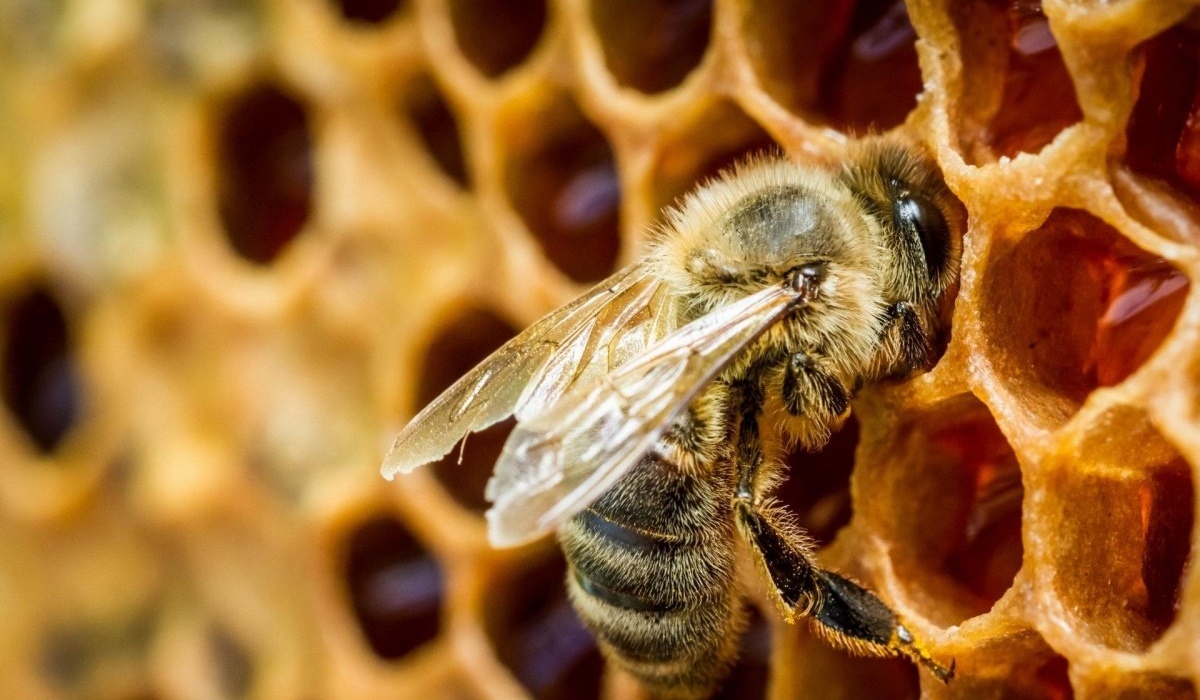 Курских пчеловодов предупреждают о проведении химических обработок полей