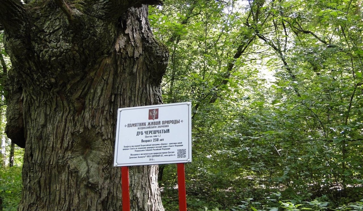 Реликтовая дубовая роща под Курском стала особо охраняемой территорией