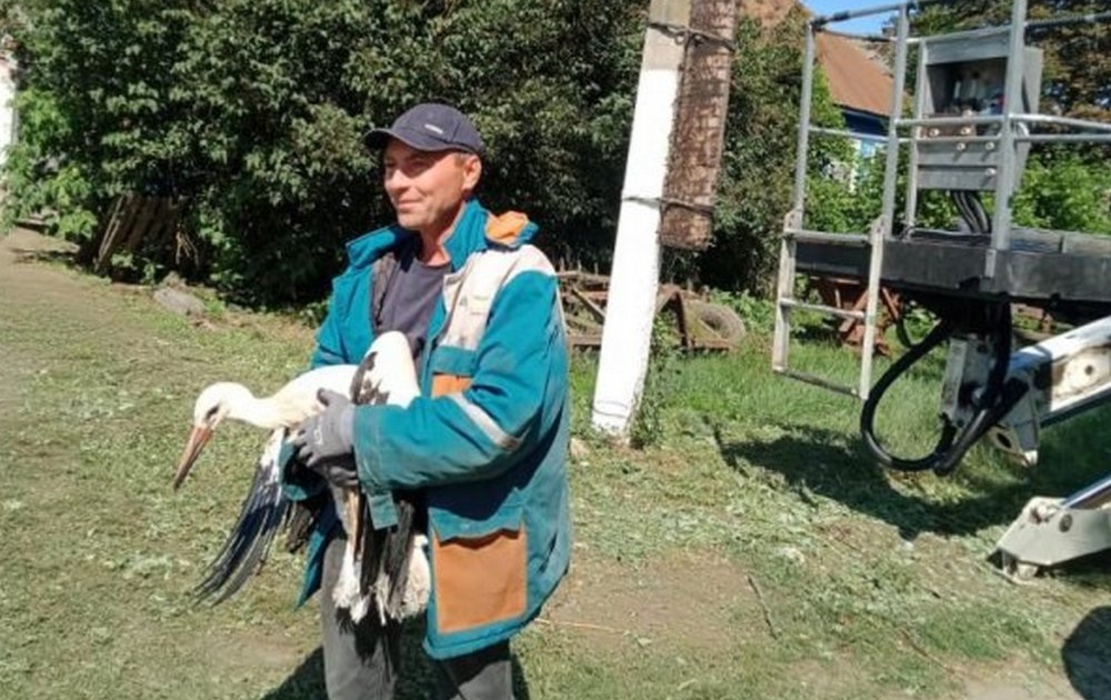 В Глушковском районе Курской области спасли раненого аиста