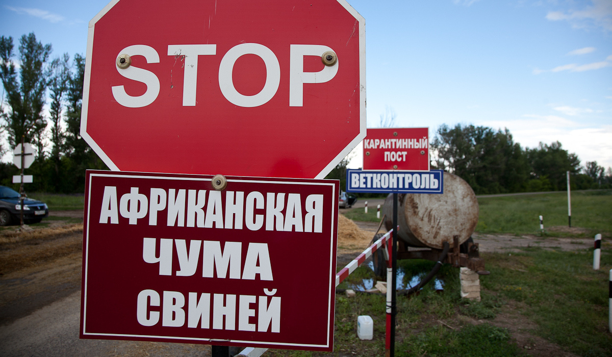 В Курской области на вирус АЧС проверено свыше 50 тысяч домашних свиней