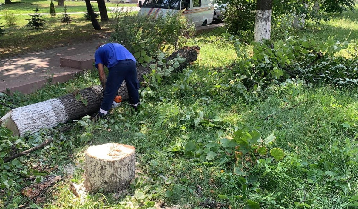 В Курске из-за сильного ветра упали  17 деревьев
