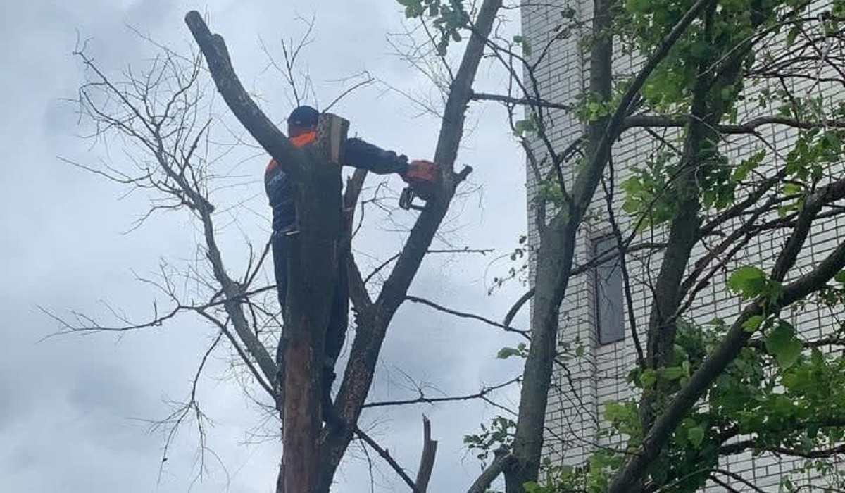 В Курске с начала года снесено порядка 600 аварийных деревьев