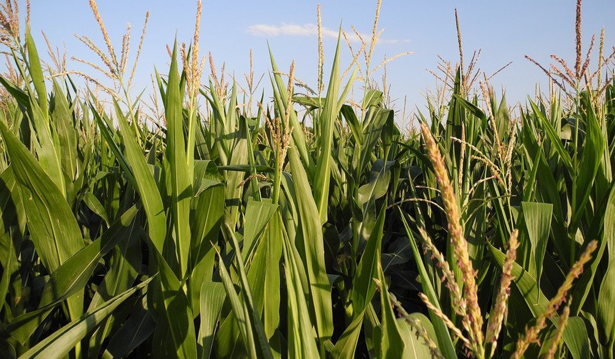 В Курской области на кукурузном поле обнаружили тело неизвестного мужчины