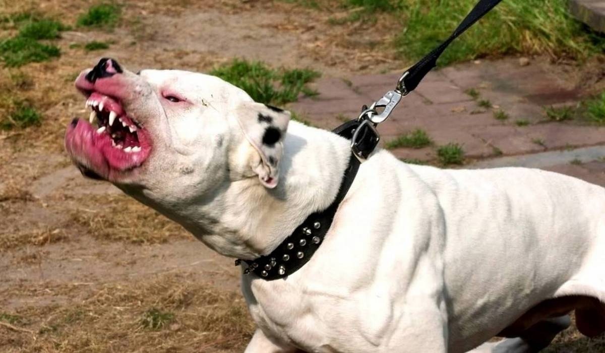 В Курской области предложили штрафовать хозяев агрессивных собак