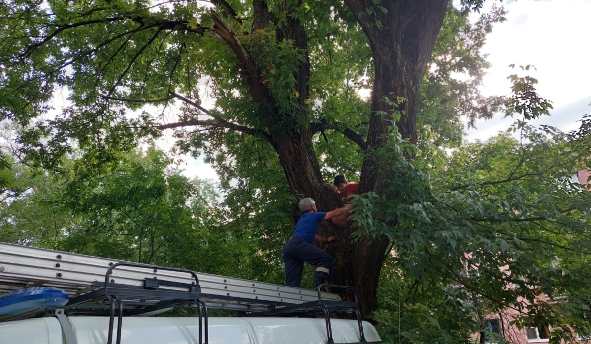 В Курске спасатели сняли с дерева 12-летнего мальчика, который хотел помочь котенку