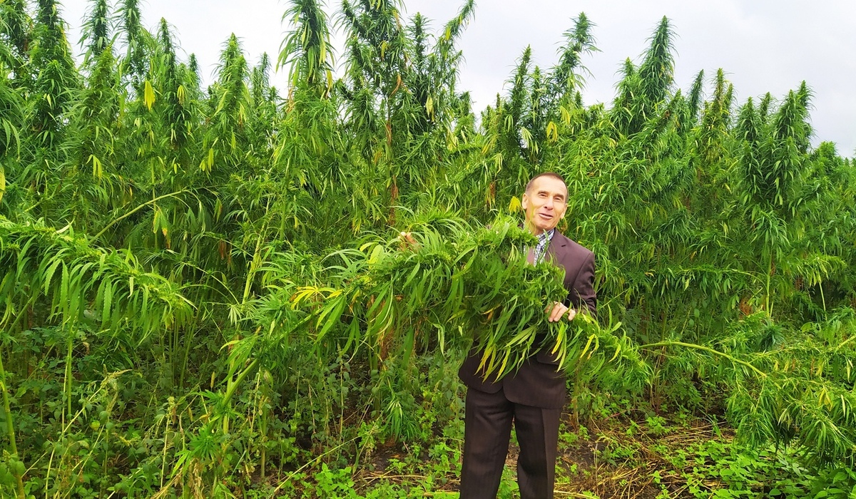 В Рыльском районе Курской области выращивают уникальные сорта технической конопли