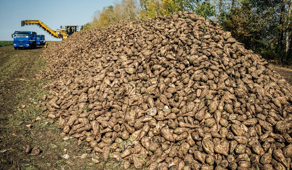 В Курской области собрали уже свыше 625 тысяч тонн свеклы