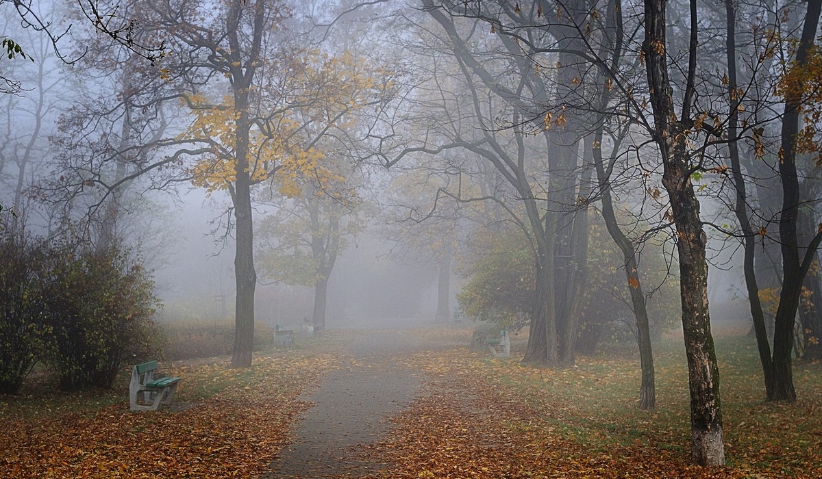 В Курской области 4 ноября ожидаются дожди и туман