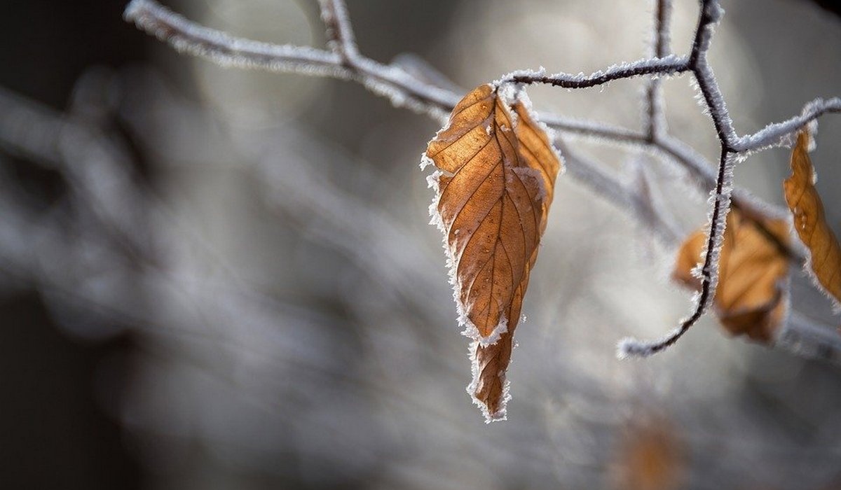 В Курской области 25 ноября ожидаются снег и потепление до +4 градусов