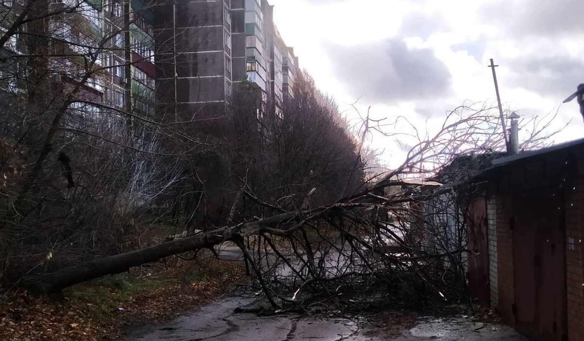 В Курске штормовой ветер повалил деревья и рекламные конструкции