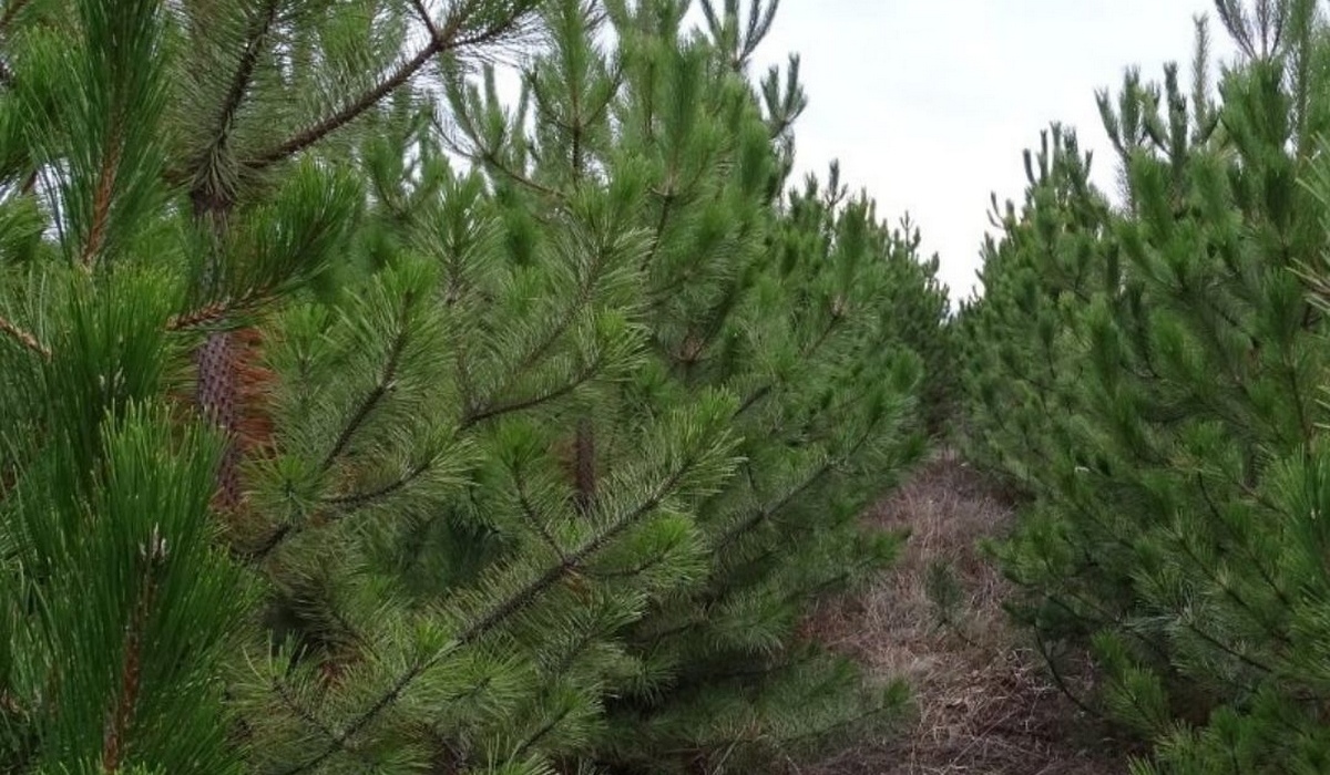 В питомниках Курской области к Новому году вырастили более 3 тысяч хвойных деревьев