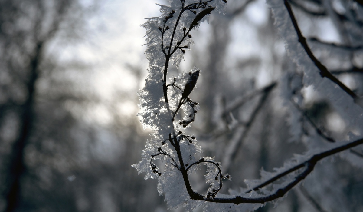 В Курской области завтра ожидаются 13 градусов мороза и небольшой снег