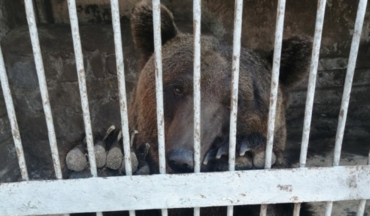 В Курской области решением суда из зоопарка изымают животных