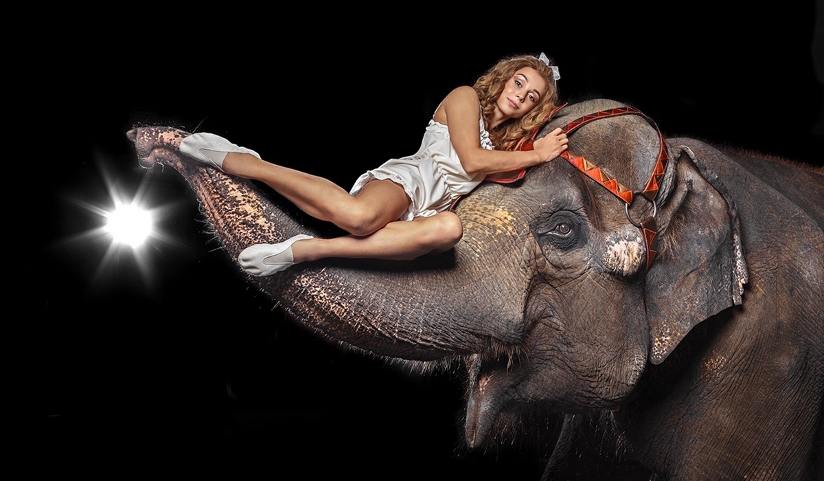 В Курском цирке покажут шоу слонов с трюками из Книги рекордов