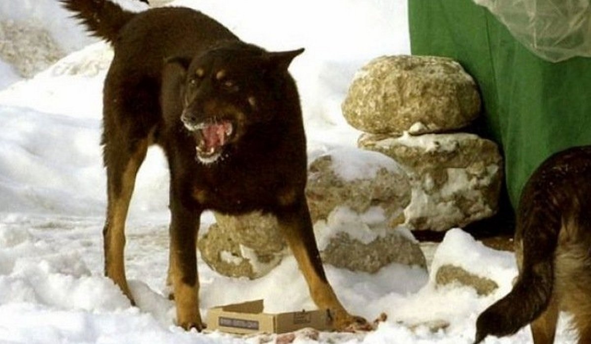 Нападение собак видео. Бродячие собаки Волгодонск.