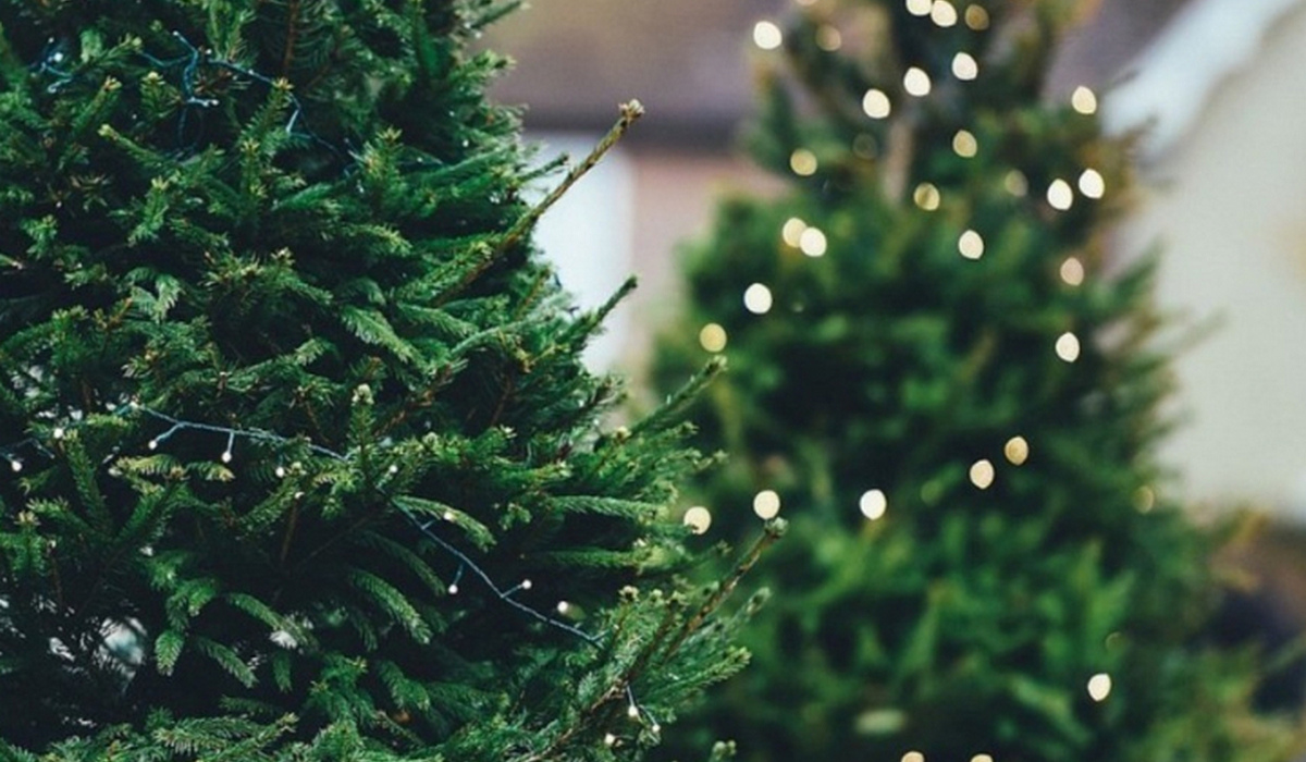 Жители Курска могут сдать новогодние деревья на переработку