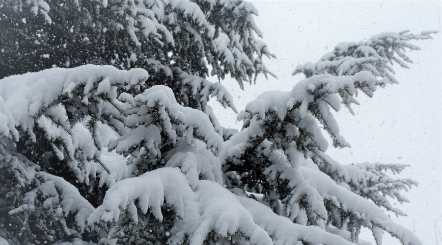 В Курской области 22 января ожидаются снег и сильный ветер