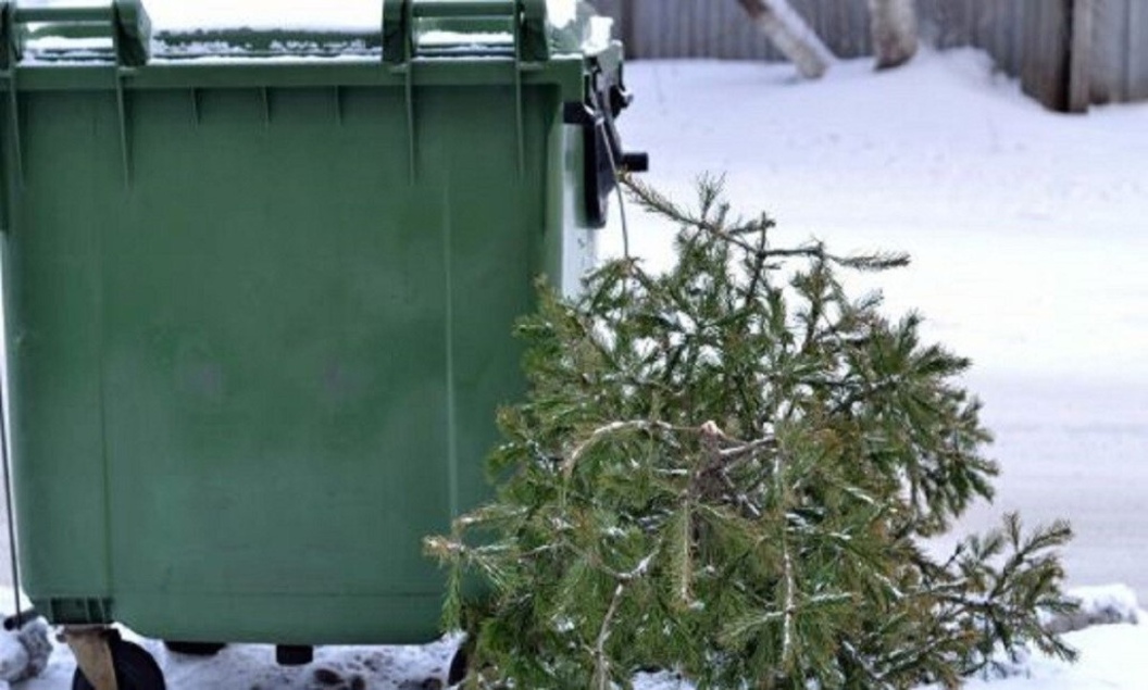 Жители Курской области могут сдать новогодние деревья на переработку