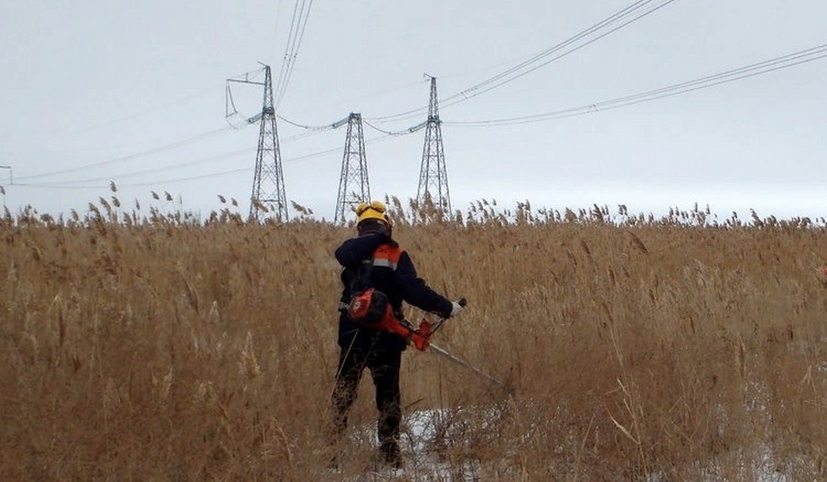В Курской области расчистят от сухого камыша линии электропередачи