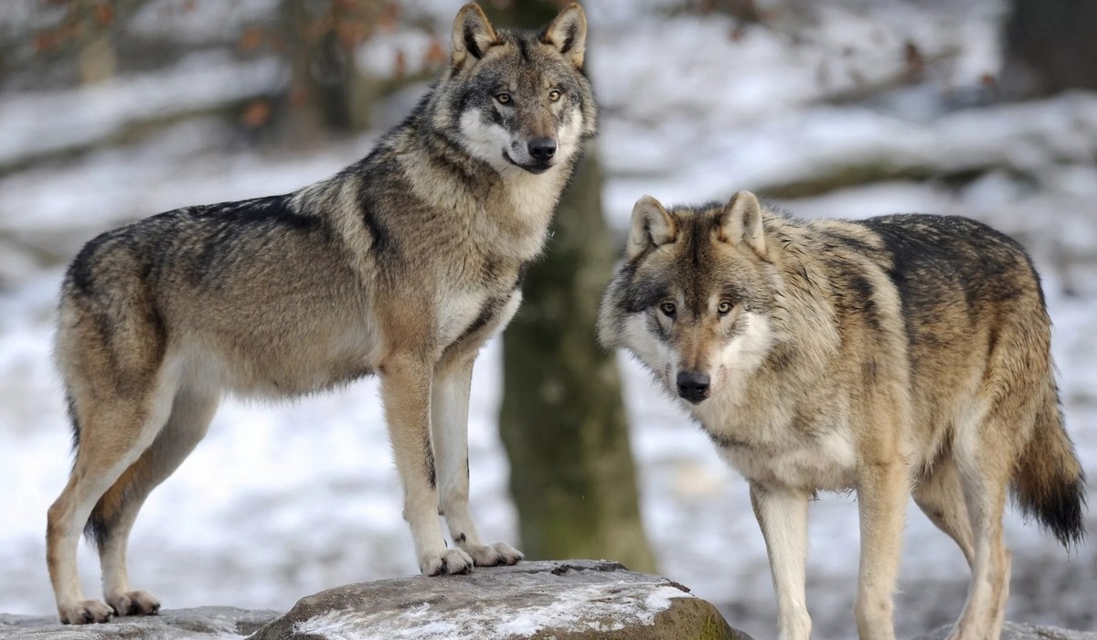 В Курской области активизировались волки