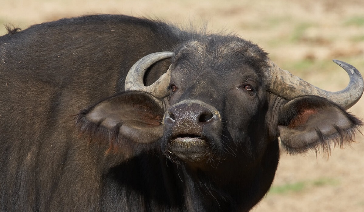 Курская фермерша заплатила овсом и стройматериалами за съеденный её буйволами урожай