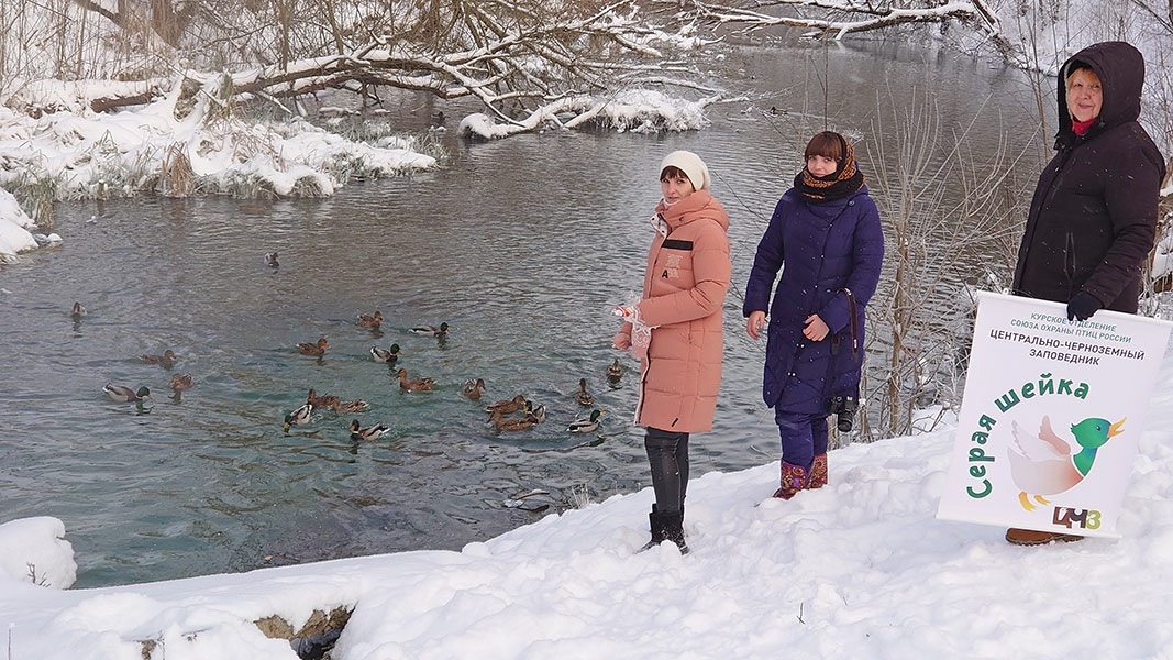 В Курской области орнитологи и натуралисты насчитали более 1300 уток