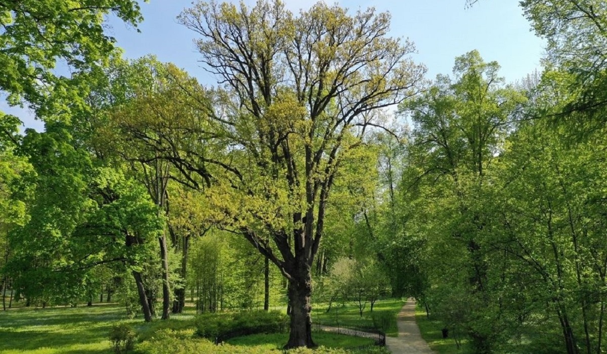 Курян просят проголосовать на конкурсе «Европейское дерево года» за Тургеневский дуб