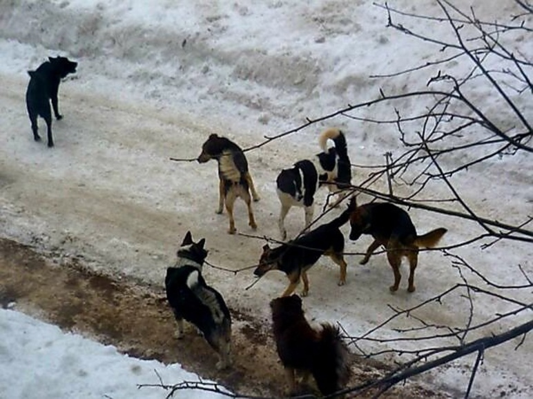 Курские следователи проводят проверку по сообщению ο нападении стаи собак