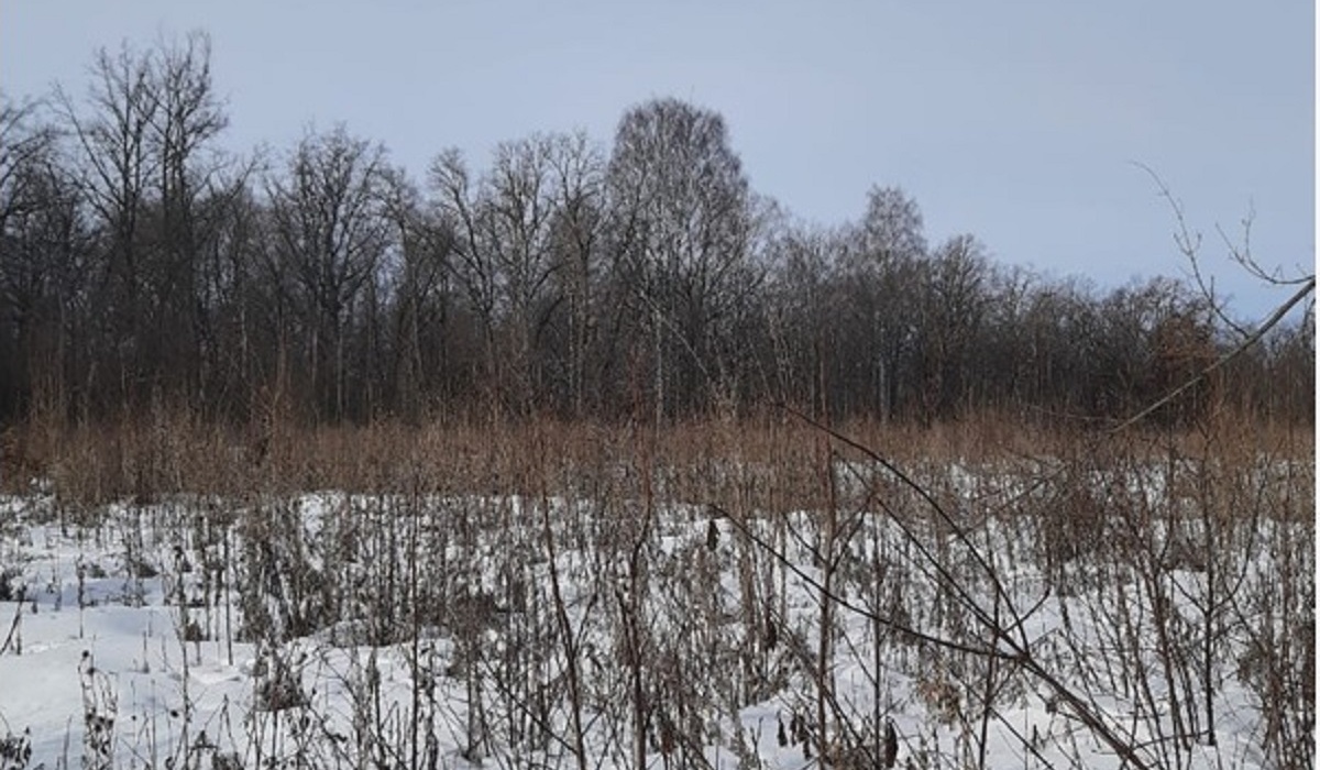 Арендатора лесного участка в Курской области оштрафовали на 210 тысяч рублей
