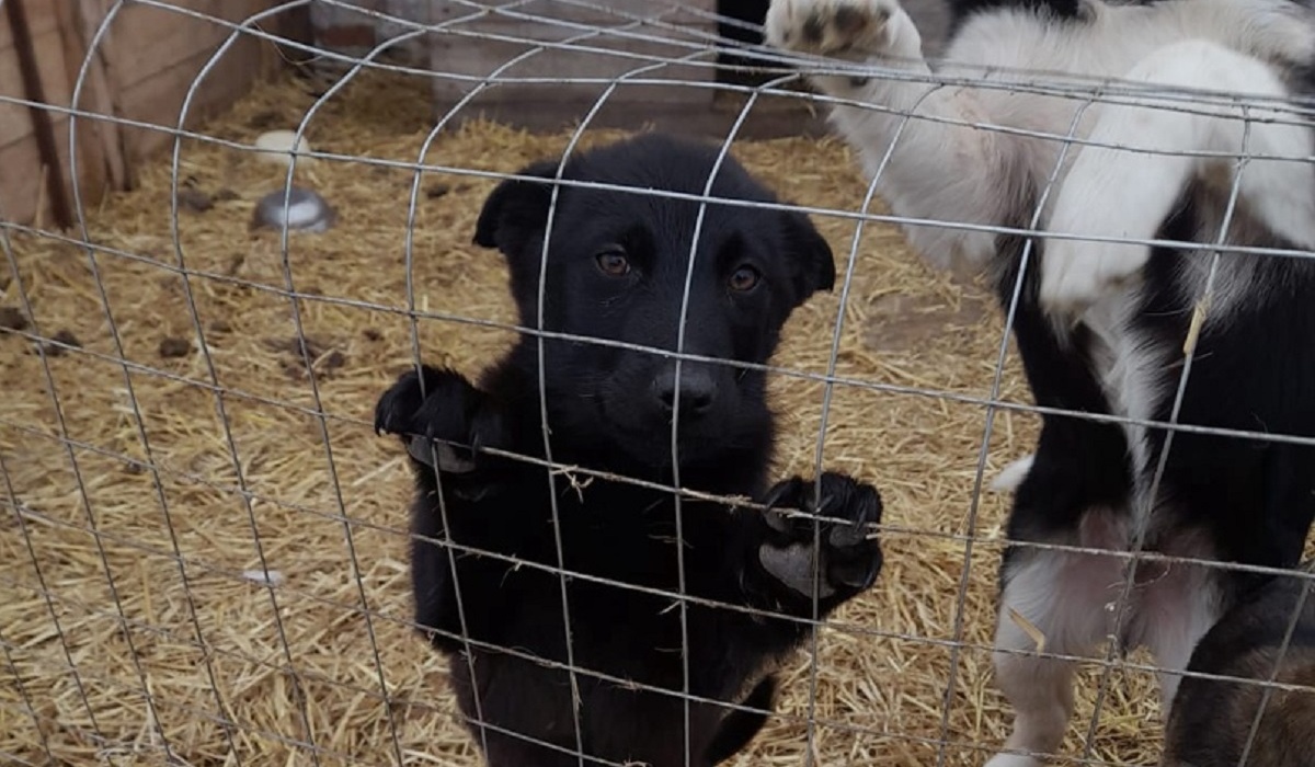 Замгубернатора Курской области привез 200 кг мяса в приют для животных