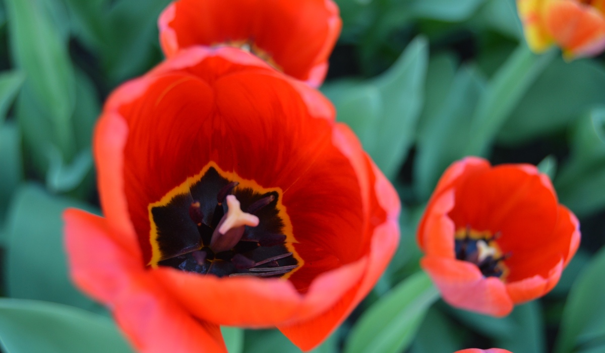 В Курске расцветут 18 тысяч крокусов и 26 тысяч тюльпанов