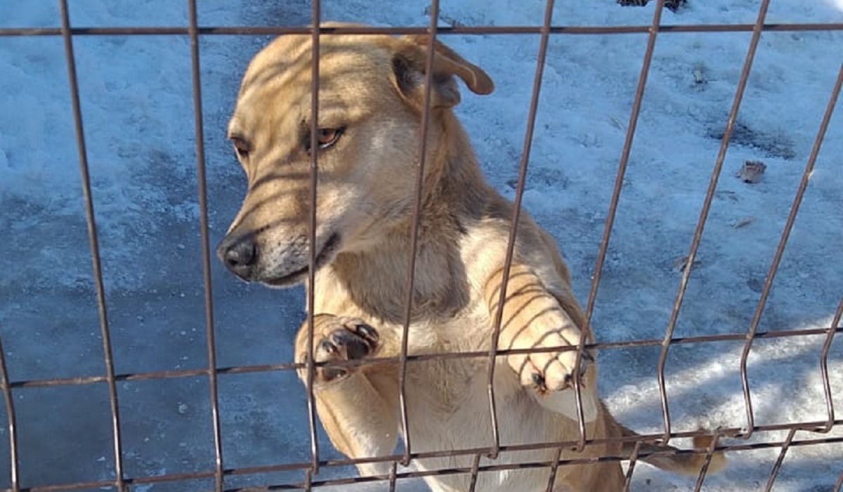 В Курской области мужчина приютил более 30 бродячих собак