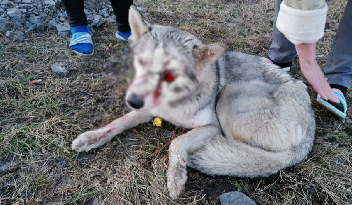В Курске ищут передержку для раненой собаки