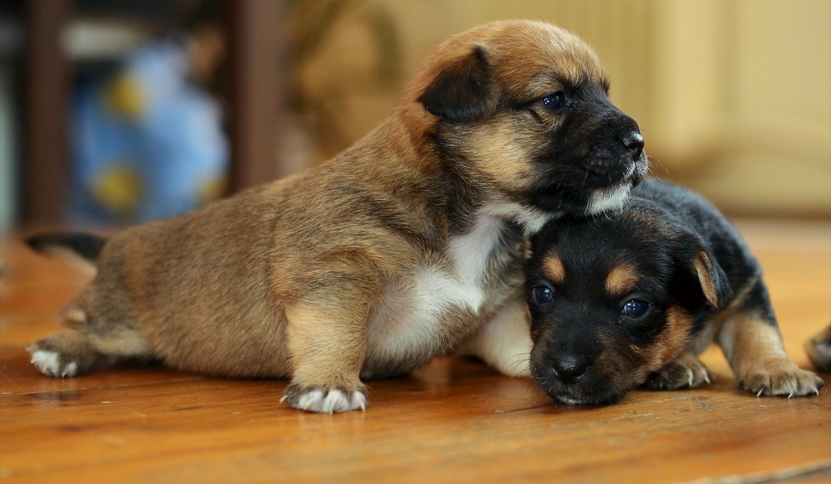 В Курске требуется помощь новорождённым щенкам