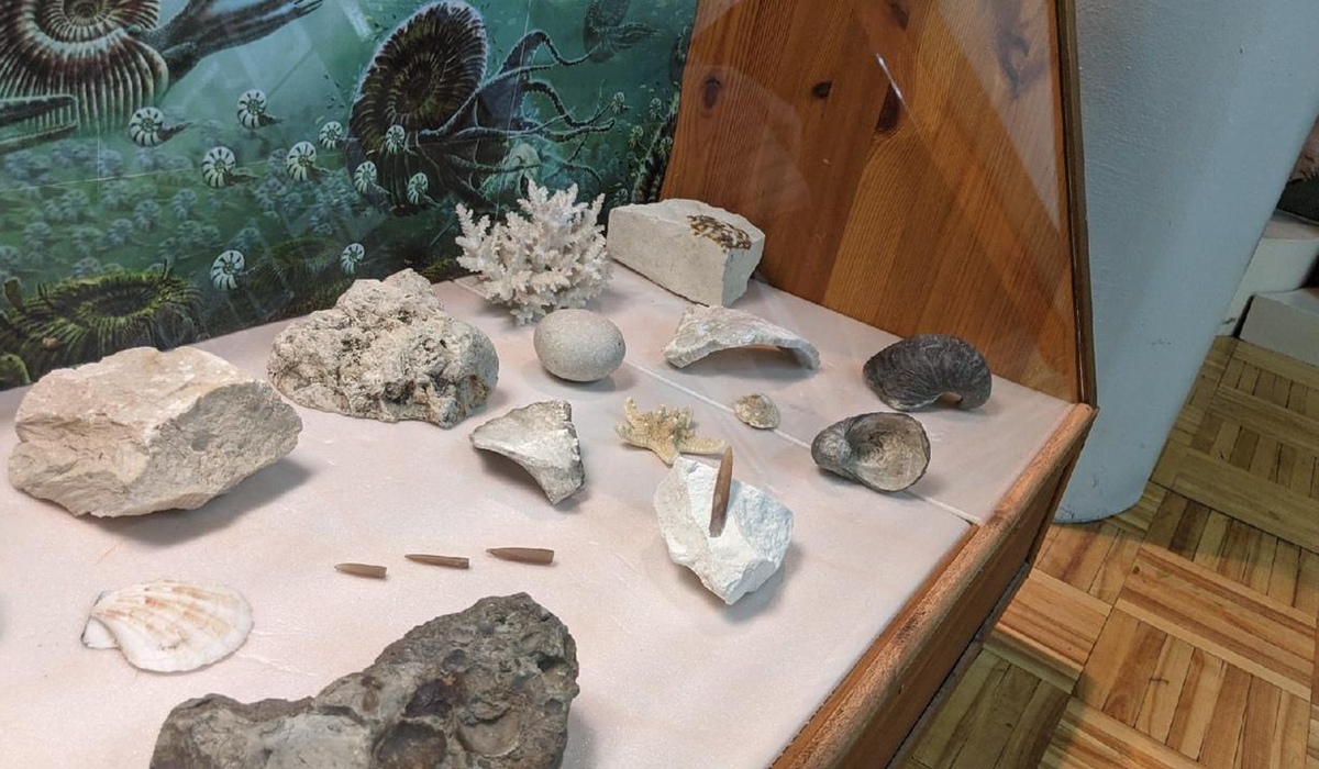 Курян приглашают на палеонтологическую выставку