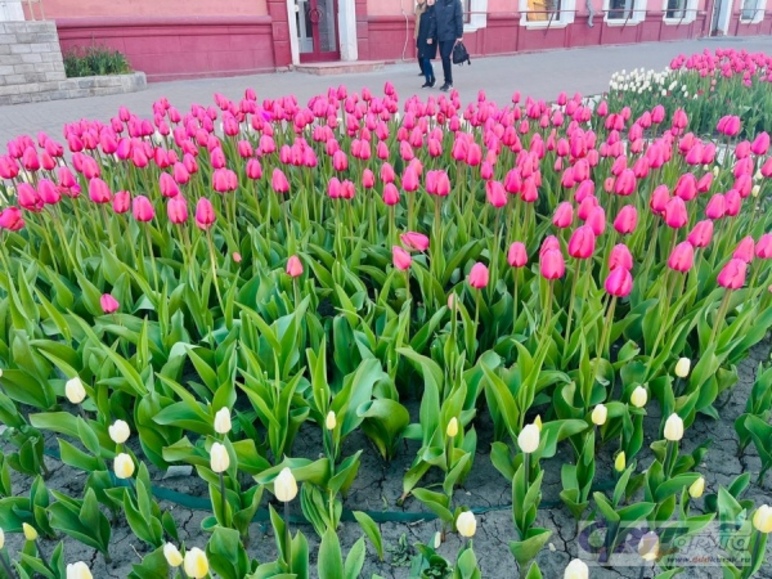 В центре Курска сорвали около 30 тюльпанов