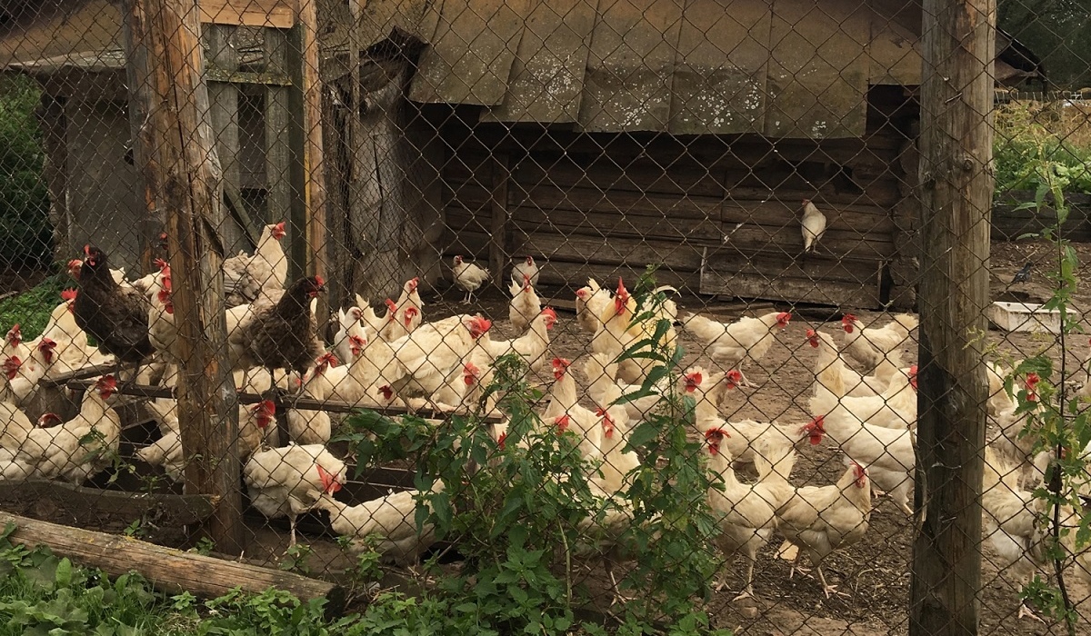 35-летняя курянка украла у соседа курицу и 13 цыплят